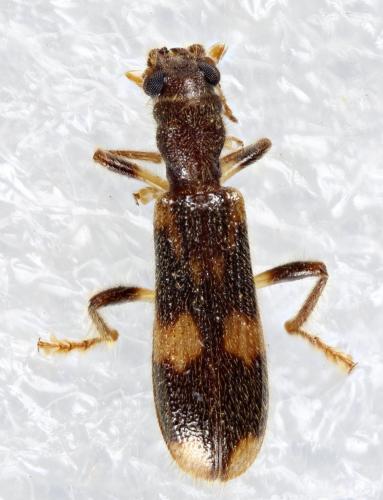 Opilo mollis